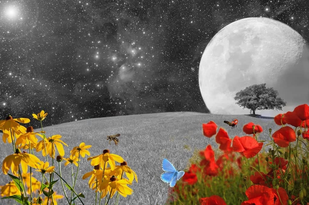 The moon over a flower meadow at night